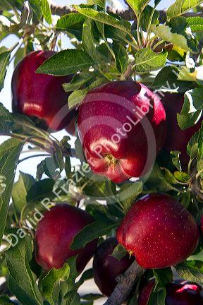 Red Delicious apples grow on the tree in Idaho, USA.