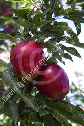 Red Delicious apples grow on the tree in Idaho, USA.
