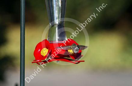 Calliope Hummingbird drinking from a feeder in Boise, Idaho, USA.