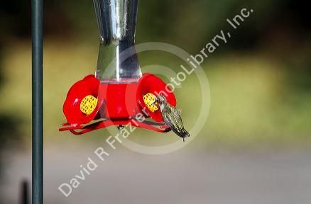 Calliope Hummingbird drinking from a feeder in Boise, Idaho, USA.