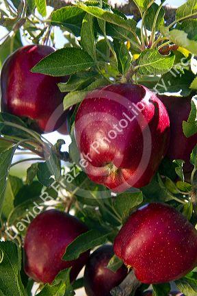Red Delicious apples grow on the tree in Idaho, USA.