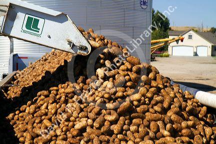 Newly harvested russet potatoes being loaded onto a truck for transport in Canyon County, Idaho, USA.