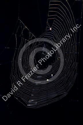 Typical spider web.