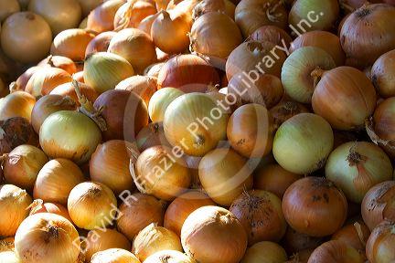 Yellow onion display at an outdoor farmers' market in Fruitland, Idaho, USA.