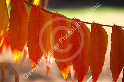 Colorful sumac leaves in autumn.