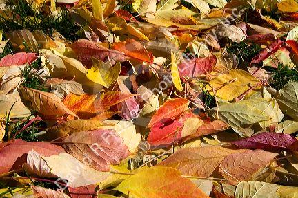 Colorful autumn leaves on the ground in Boise, Idaho, USA.