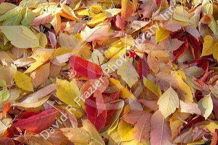 Colorful autumn leaves on the ground in Boise, Idaho, USA.