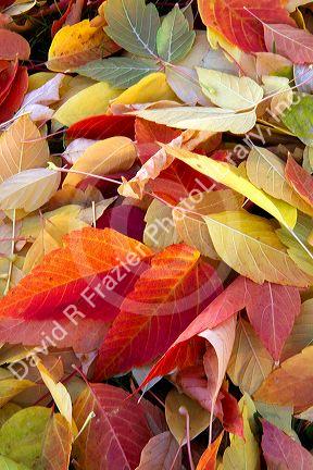 Colorful autumn leaves on the ground in Boise, Idaho, USA.