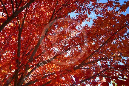 Autumn leaves in Boise, Idaho, USA.