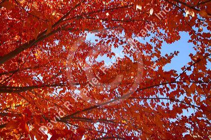 Autumn leaves in Boise, Idaho, USA.