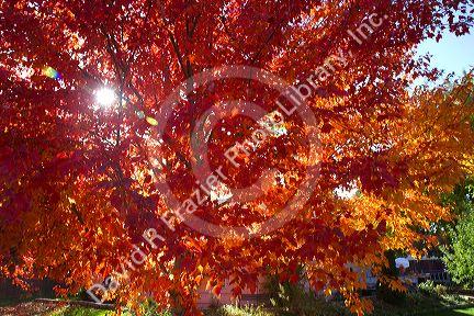 Autumn leaves in Boise, Idaho, USA.