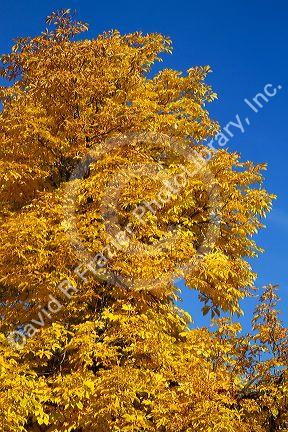 Autumn leaves in Boise, Idaho, USA.