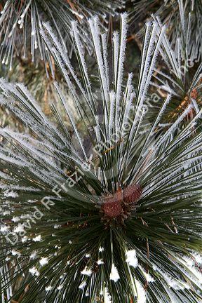 Frost covered pine needles in Valley County, Idaho, USA.