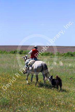 Gaucho riding horseback on the Pampas of Argentina.