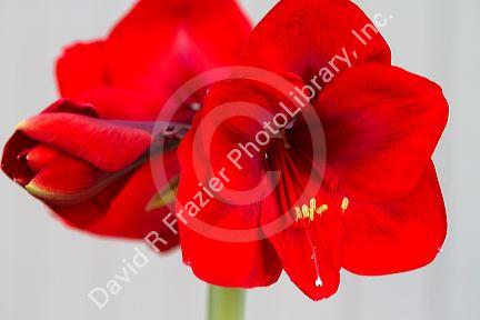 Red flowering amaryllis bulbous plant.