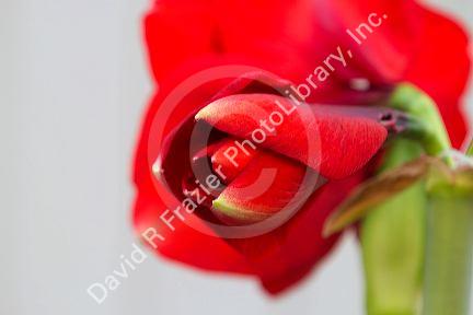 Red flowering amaryllis bulbous plant.