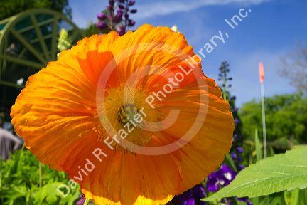 Hibiscus flower at Hotel Del Coronado, California, USA.