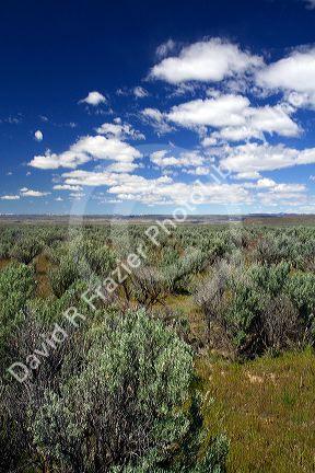 Sagebrush desert in Elmore County, Idaho, USA.
