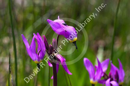Dodecatheon pulchellum, commonly known as pretty shooting star flower in bloom.