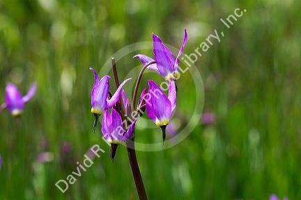 Dodecatheon pulchellum, commonly known as pretty shooting star flower in bloom.