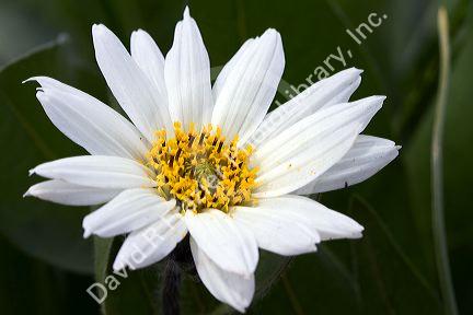 White mule's ear wildflower.