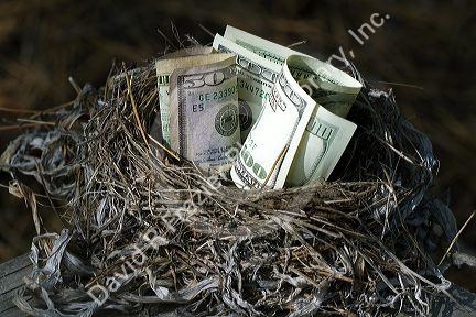 A bird nest full of american money.