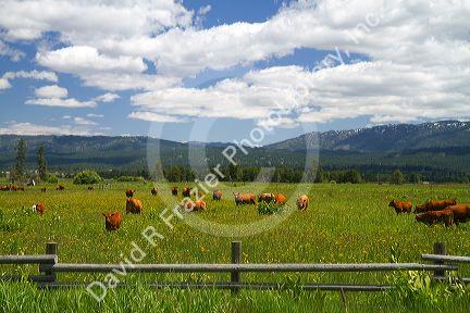 Cattle graze in a pasture near Cascade, Idaho.