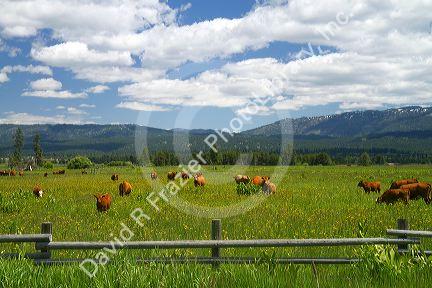 Cattle graze in a pasture near Cascade, Idaho.