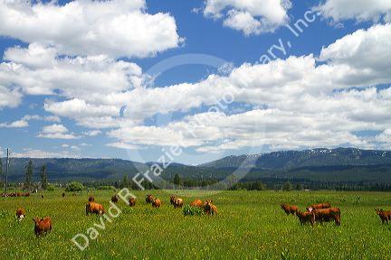 Cattle graze in a pasture near Cascade, Idaho.