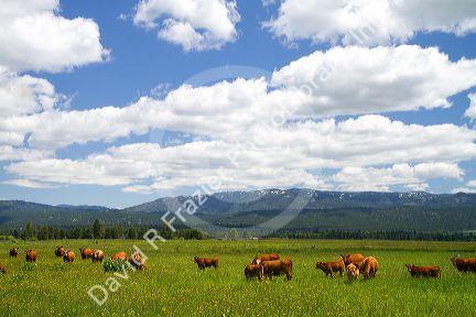 Cattle graze in a pasture near Cascade, Idaho.