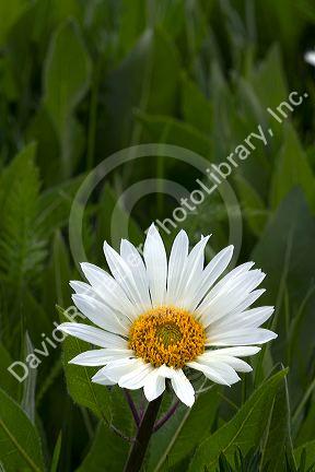 White mule's ear wildflower.