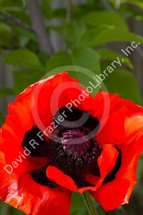 Oriental poppy.