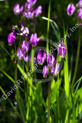 Dodecatheon pulchellum, commonly known as pretty shooting star flower in bloom near Stanley, Idaho, USA.