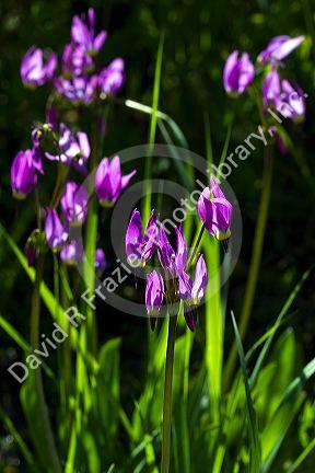 Dodecatheon pulchellum, commonly known as pretty shooting star flower in bloom near Stanley, Idaho, USA.