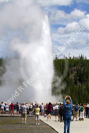 Tourists gather to watch the Old Faithful geyser eruption in Yellowstone National Park, USA.