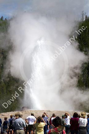 Tourists gather to watch the Old Faithful geyser eruption in Yellowstone National Park, USA.