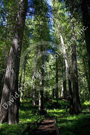 Cedar tree grove along US-12 in Northern Idaho, USA.