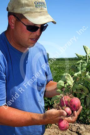 Farmer checking red potato growth in Canyon County, Idaho, USA.