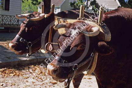Oxen in yoke pulling a cart in colonial Williamsburg, Virginia.