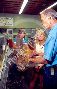 Chicken judging at the Idaho State Fair.