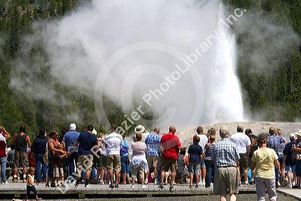 Tourists gather to watch the Old Faithful geyser eruption in Yellowstone National Park, USA.