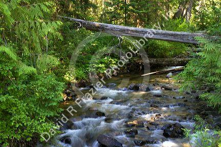 Grave Creek running into the Lochsa River in north central Idaho, USA.