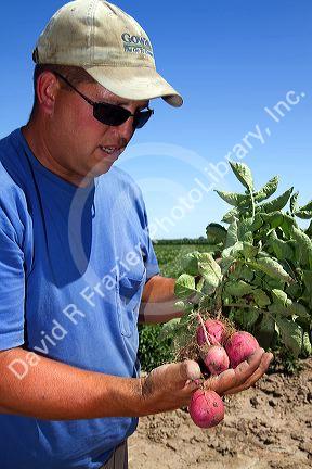 Farmer checking red potato growth in Canyon County, Idaho, USA.