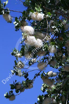 The seeds of a cottonwood poplar tree in Boise, Idaho, USA.