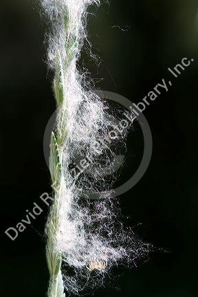 The seeds of a cottonwood poplar tree in Boise, Idaho, USA.