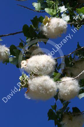 The seeds of a cottonwood poplar tree in Boise, Idaho, USA.