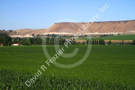 Corn field near the Snake River at Glenns Ferry, Idaho, USA.