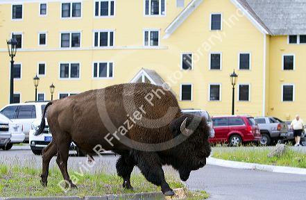 American bison roaming at Lake Village in Yellowstone National Park, Wyoming, USA.