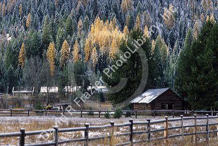 Dusting of snow at Smiths Ferry, Idaho with yellow tamarack trees.