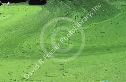 Green algea on the surface of Brownlee Reservoir, Idaho.